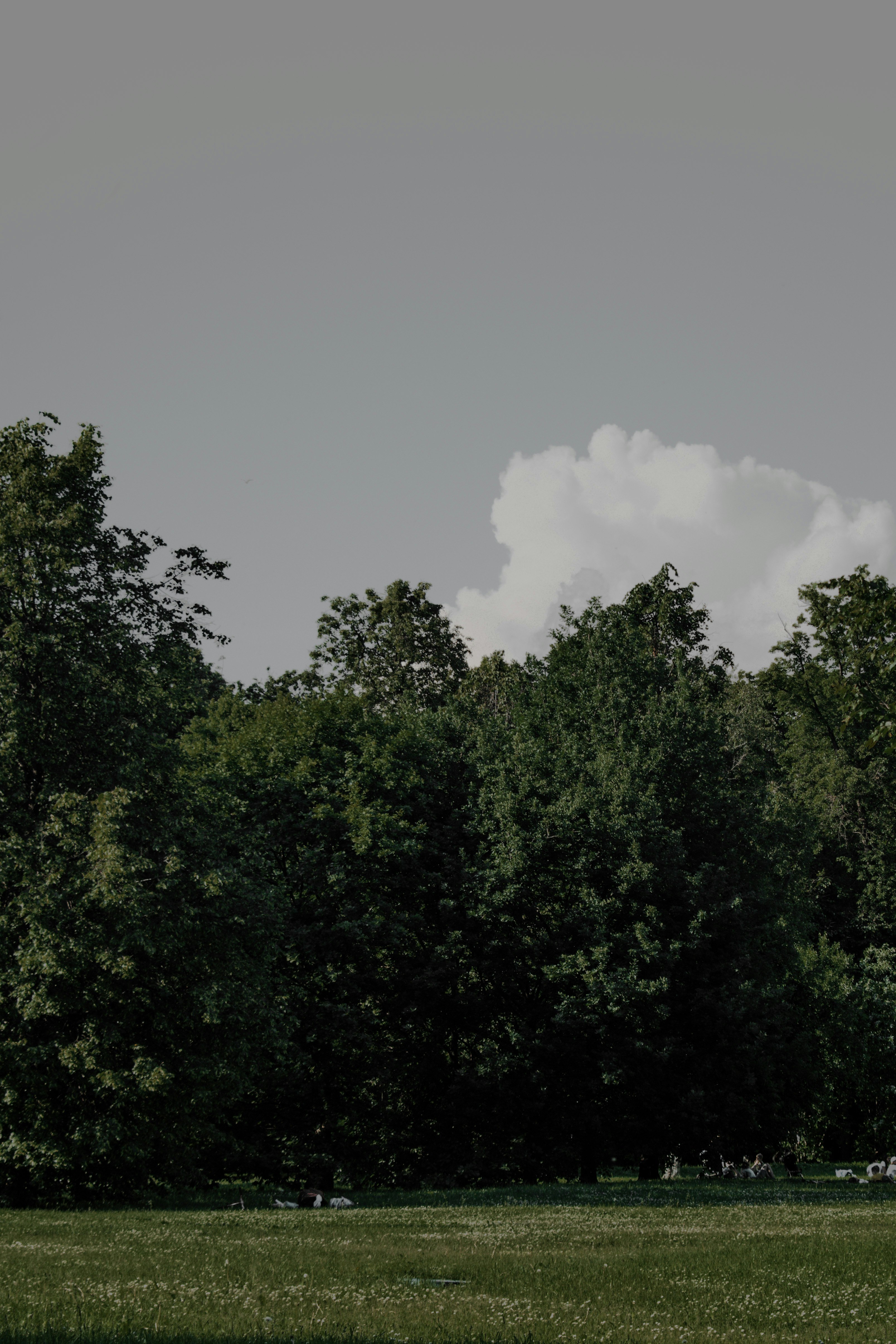 green trees under white clouds during daytime